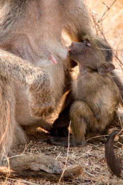  Bebek maymun Hemşirelik anneler göğsü üzerinde