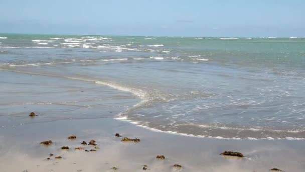 Παραλία Κατά Την Άμπωτη Στο Βορειοανατολικό Τμήμα Της Βραζιλίας Επίσης — Αρχείο Βίντεο