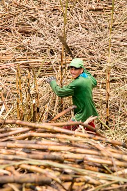 Alagoas, Brazil, 7 Kasım 2018: yerel rafineri Brezilya kuzeydoğu işlenmek için gönderilmek üzere çiftlik işçisi kesme şeker kamışı.