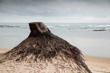 Sahilde Ölü Hindistan Cevizi Ağacı Stump