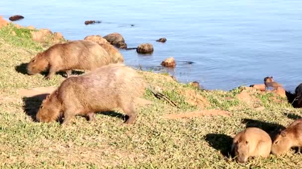 晴れた日に湖のそばで餌を与えるカピバラ カピバラ の家族 — ストック動画