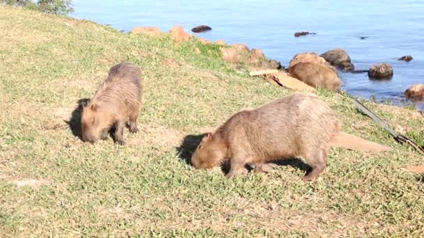 晴れた日に湖のそばで餌を与えるカピバラ カピバラ の家族 — ストック動画