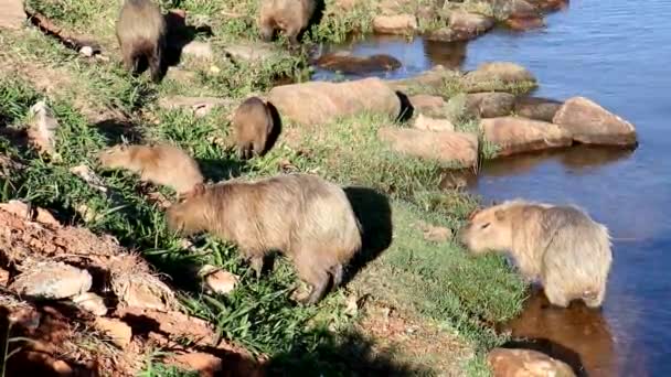 Güneşli Bir Günde Gölün Yanında Beslenen Capybaras Capivaras Ailesi — Stok video