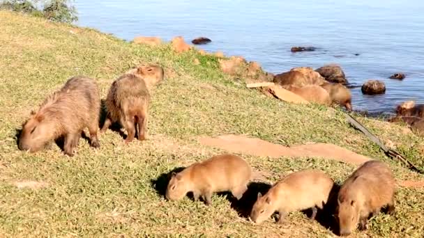 Family Capybaras Capivaras Feeding Lake Sunny Day — Stock Video