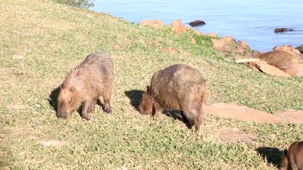 Familie Fra Capybaras Capivaras Som Gir Næring Til Innsjøen Solskinnsdag – stockvideo