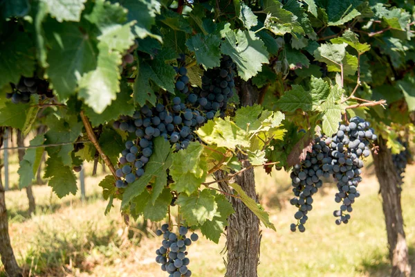 Sonbahar Hasat için Şarap Hazır yapmak için kullanılan Üzüm Olgun Kırmızı Küme