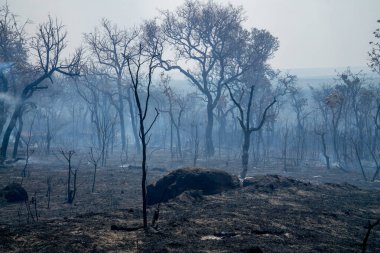 Brezilya,Brasilia'nın Kuzeydoğu kesiminin Şehir Sınırları'nda Kontrolden Çıkan Vahşi Yangın