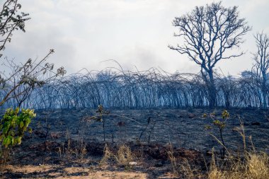 Brezilya,Brasilia'nın Kuzeydoğu kesiminin Şehir Sınırları'nda Kontrolden Çıkan Vahşi Yangın