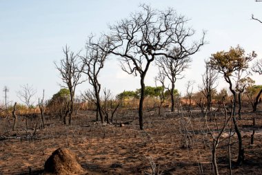 Brezilya Savannas bir Orman Yangını Kömürleşmiş Kalıntıları, Brasilia Kuzeydoğu Bölümünde. 