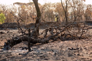 Brezilya Savannas bir Orman Yangını Kömürleşmiş Kalıntıları, Brasilia Kuzeydoğu Bölümünde. 