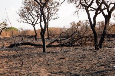 Brezilya Savannas bir Orman Yangını Kömürleşmiş Kalıntıları, Brasilia Kuzeydoğu Bölümünde. 