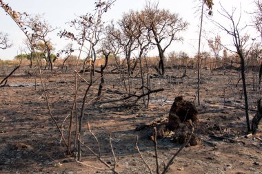 Brezilya Savannas bir Orman Yangını Kömürleşmiş Kalıntıları, Brasilia Kuzeydoğu Bölümünde. 