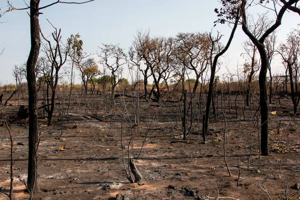 Brezilya Savannas bir Orman Yangını Kömürleşmiş Kalıntıları, Brasilia Kuzeydoğu Bölümünde. 