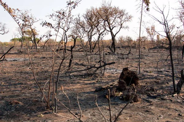 Brezilya Savannas bir Orman Yangını Kömürleşmiş Kalıntıları, Brasilia Kuzeydoğu Bölümünde. 