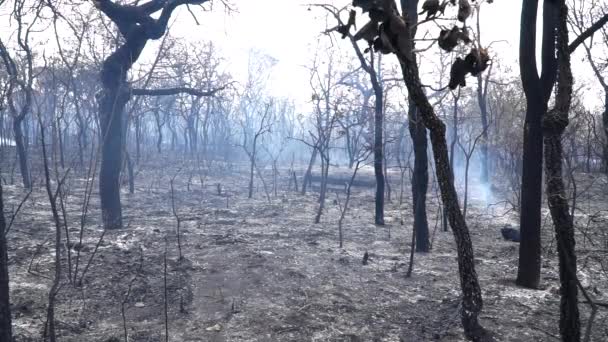 Wild Fire Som Brann Den Nordöstra Delen Brasilia Brasilien — Stockvideo