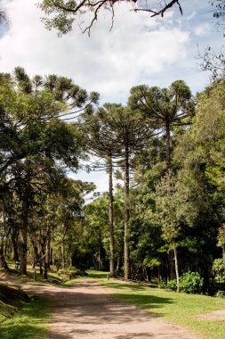 Araucaria olarak bilinen nesli tükenmekte olan Brezilya Çam Ağacı da Arjantin ve Paraguay 'ın bazı bölgelerinde bulunur.