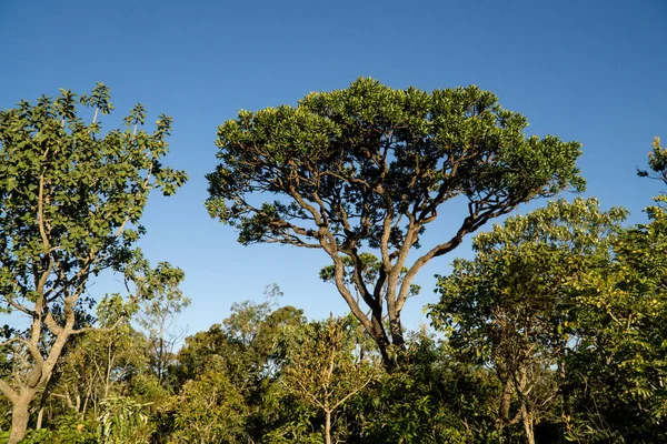 Árvores Vegetação Típicas Que Podem Ser Encontradas Nas Savanas Cerrados — Fotografia de Stock