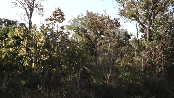 Typische Bomen Vegetatie Die Vinden Zijn Savannes Cerrados Van Brazilië — Stockvideo