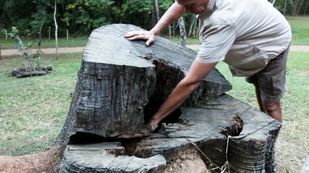 Άνθρωπος Που Επιθεωρεί Δαχτυλίδια Ένα Δέντρο Που Κόπηκε — Αρχείο Βίντεο