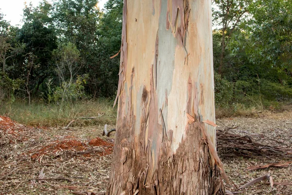 Барвиста Кора Евкаліптового Дерева Росте Бразилії — стокове фото