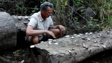 Biyolog düşmüş bir ağaç gövdesinde büyüyen mantarları inceliyor.