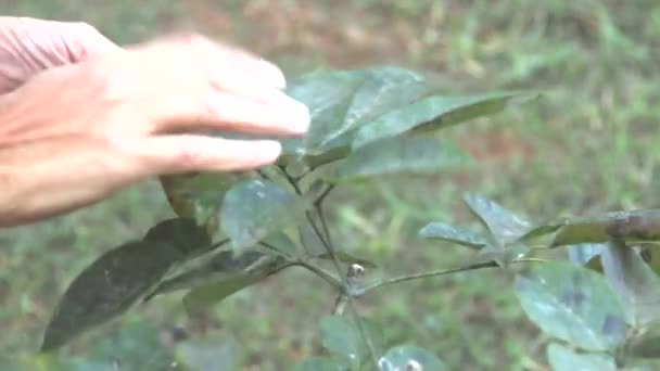 Ahli Biologi Memeriksa Daun Daun Pohon Yang Memiliki Jamur Jamur — Stok Video
