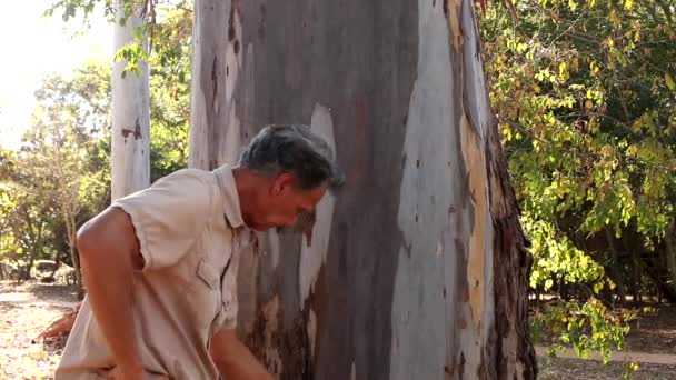 Biolog Ute Fältet Undersöker Barken Ett Eukalyptusträd Biolog Ute Fältet — Stockvideo