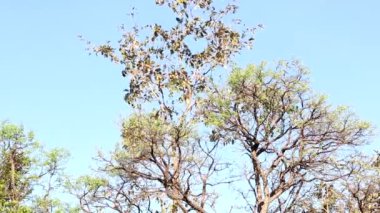 Bir ağacın tepesinde yapraklar açık bir günde rüzgarda ileri geri esiyor.
