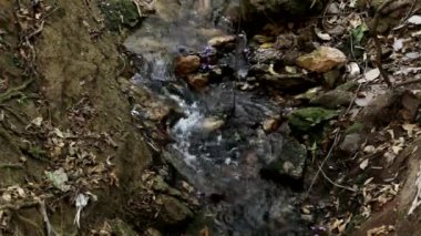 Ormanlık alanda akan küçük bir dere.