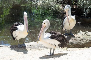 Avustralya pelikanı Pelecanus conspicillatus, Pelecanidae, yaygın Avustralya deniz ve kıyı sularına ailesinin büyük bir sukuşu olduğunu