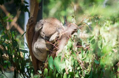 Koala veya bir okaliptüs ağacında Yarra Vadisi, Avustralya'da phascolarctos cinereus