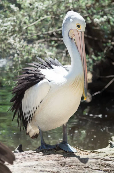 Pélican Australien Pelecanus Conspicillatus Est Oiseau Aquatique Famille Des Pelecanidae — Photo