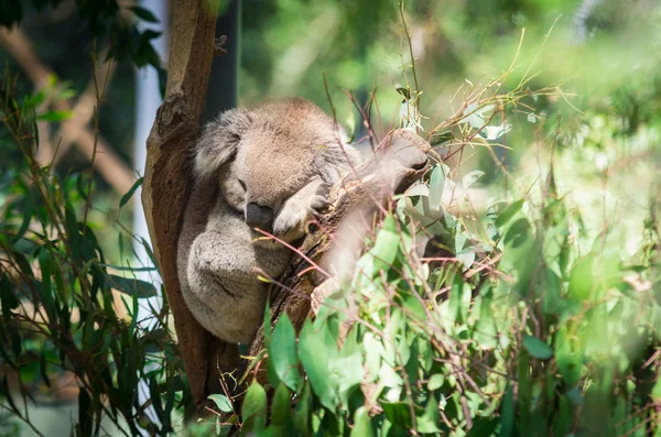 Koala Vagy Phascolarctos Cinereus Egy Eukaliptusz Yarra Valley Ausztrália — Stock Fotó