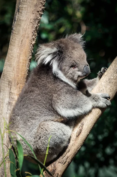 Koala Vagy Phascolarctos Cinereus Egy Eukaliptusz Yarra Valley Ausztrália — Stock Fotó