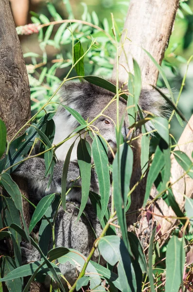 Koala Phascolarctos Cinereus Albero Eucalipto Nella Yarra Valley Australia — Foto Stock