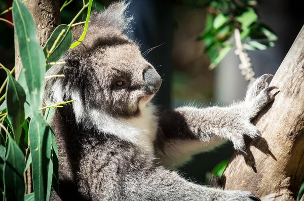 Koala veya bir okaliptüs ağacında Yarra Vadisi, Avustralya'da phascolarctos cinereus