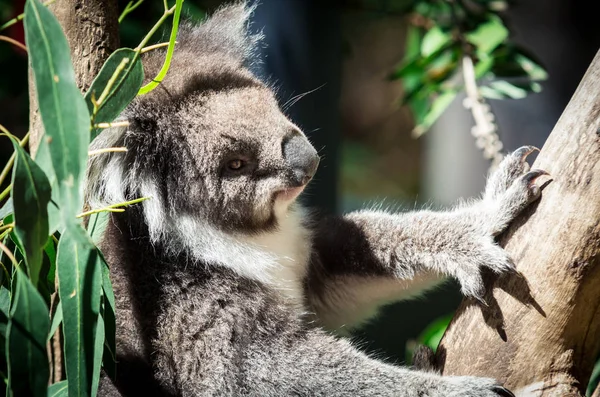 Koala Phascolarctos Cinereus Albero Eucalipto Nella Yarra Valley Australia — Foto Stock