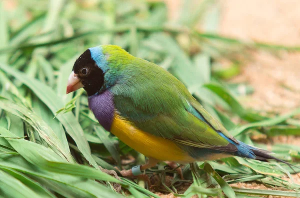 The Gouldian finch, Erythrura gouldiae, also known as the Lady Gouldian finch, Gould\'s finch or the rainbow finch, is a colourful passerine bird endemic to Australia.