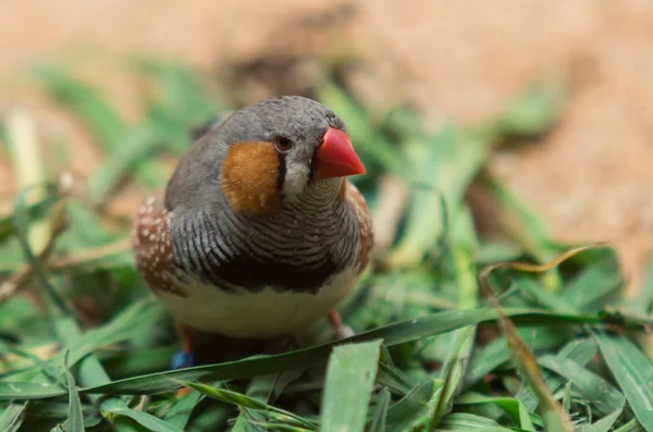 栗並ぶ白キンカチョウ キンカチョウにおけるまたは以前 Poephila における セントラル オーストラリアの最も一般的なカエデチョウ科の一種 — ストック写真