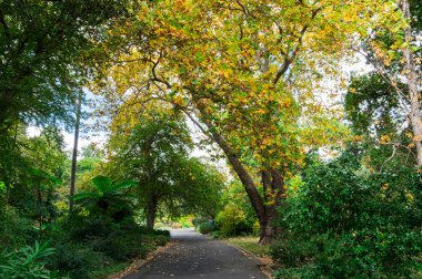 Yolu ile Kraliyet Botanik Bahçeleri merkezi Melbourne, Avustralya.