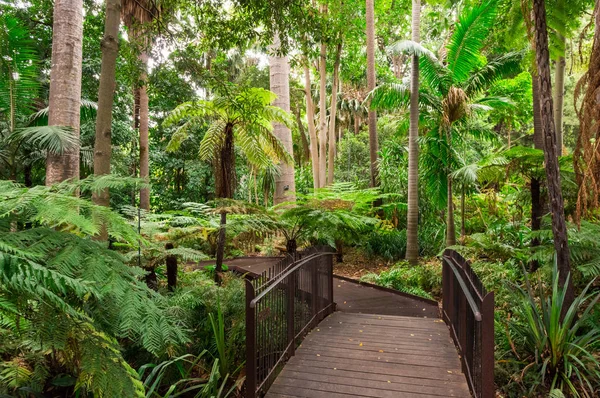 Fern Yarıntısı Melbourne Kraliyet Botanik Bahçeleri, yol.