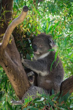 Koala veya bir okaliptüs ağacında Victoria, Avustralya phascolarctos cinereus
