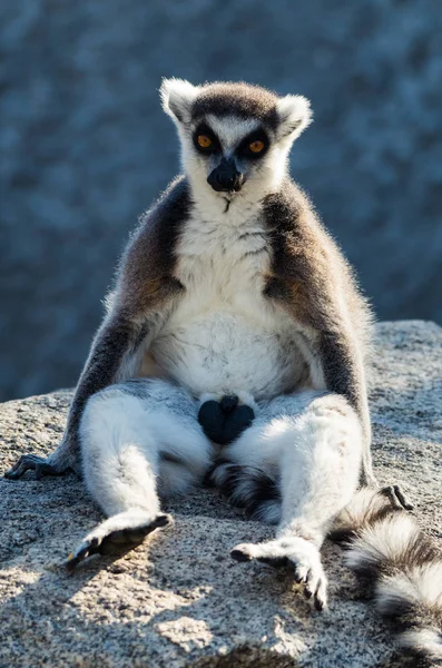 Gyűrűsfarkú Maki Lemur Catta Főemlősök Madagaszkár Szigetén Fedezhetők Afrikában Őshonos — Stock Fotó