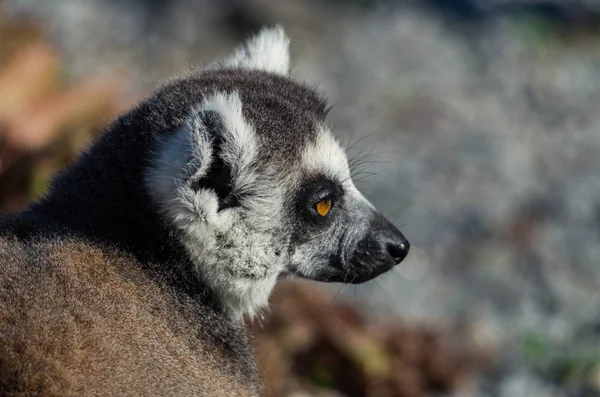 Gyűrűsfarkú Maki Lemur Catta Főemlősök Madagaszkár Szigetén Fedezhetők Afrikában Őshonos — Stock Fotó