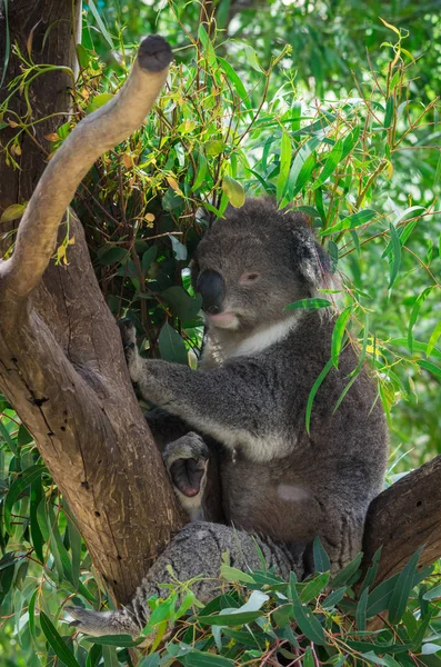 Koala Lub Phascolarctos Cinereus Drzewo Eukaliptusa Victoria Australia — Zdjęcie stockowe