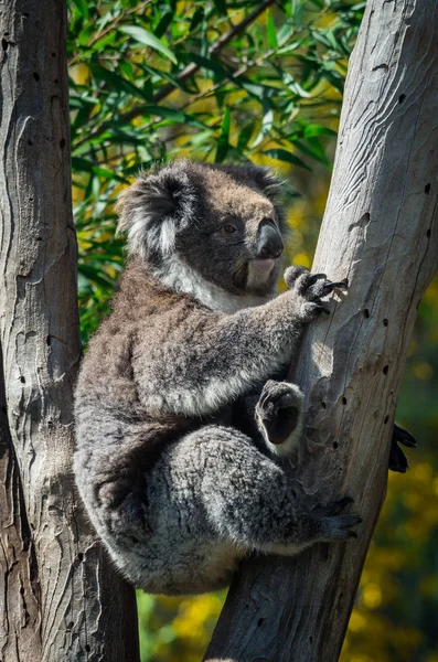 Koala Phascolarctos Cinereus Albero Eucalipto Victoria Australia — Foto Stock