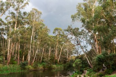 Parça Melbourne kuzeydoğu dış banliyölerinde Warrandyte Yarra Nehri boyunca yürüyüş