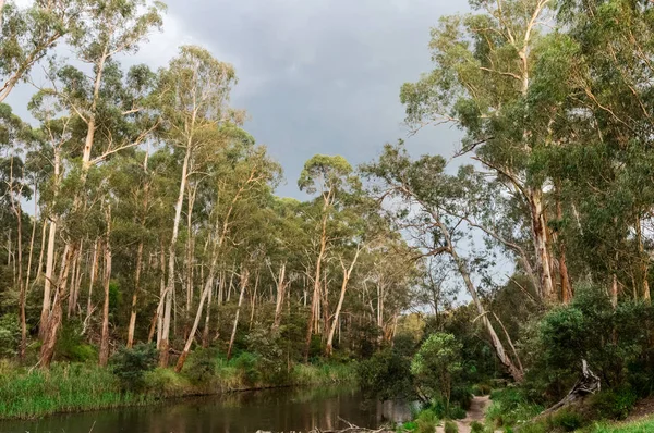 Parça Melbourne kuzeydoğu dış banliyölerinde Warrandyte Yarra Nehri boyunca yürüyüş