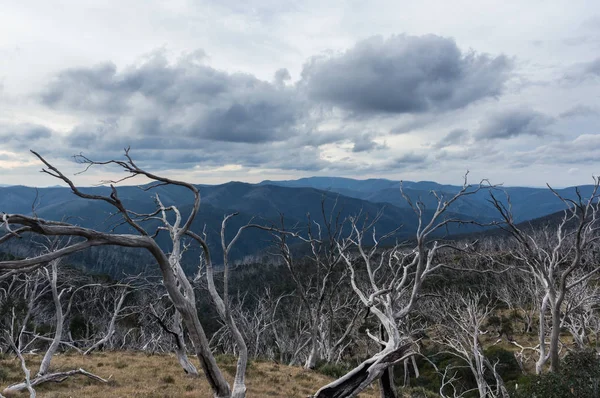 Καμένων δένδρων πριν κορυφογραμμές της βουνά κοντά στο όρος Προτεινόμενα στο δρόμο βόρεια Victoria Dargo υψηλής πεδιάδες. — Φωτογραφία Αρχείου