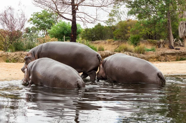 Hipopótamo común, anfibio hipopótamo, o hipopótamo es común en África . — Foto de Stock